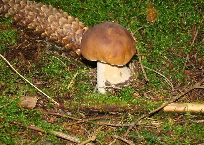 Letniskowy - Niebieski Całoroczny Kemping Rzeczenica